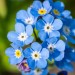 Myosotis Alpestris Blue - Image 2